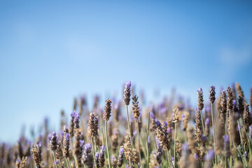 field purple lavender flowers petals blue sky