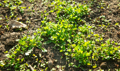 Growing green plants in the nature.