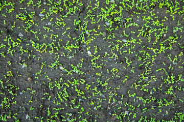 Growing green plants in the nature.