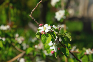 Flowering spring apple tree in the garden.