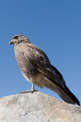 wild bird in patagonia nature
