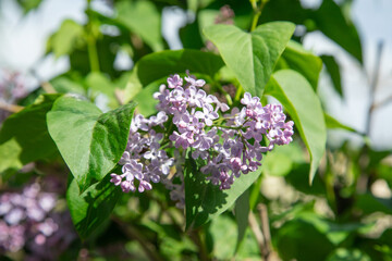 Fototapeta premium Blooming lilac flowers in the garden.