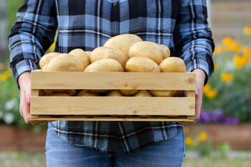 Female gardener is holding a wooden crate with yellow Yukon Gold potatoes in blooming garden in summer.