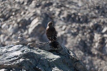 wild bird in patagonia nature