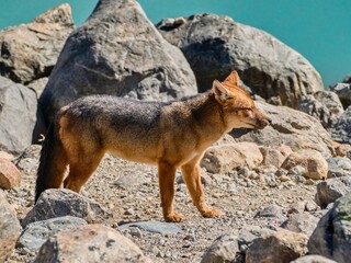 single adult fox in patagonia nature