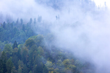 Misty landscape with fir forest trees