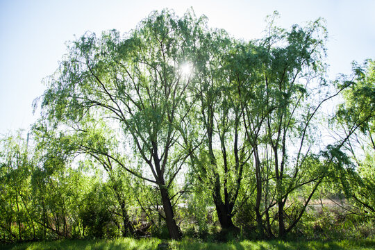 Green weeping willows growing beside creek with sun burst