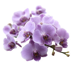 Purple orchid bouquet closeup photography