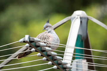 Crested pigeon on washing line