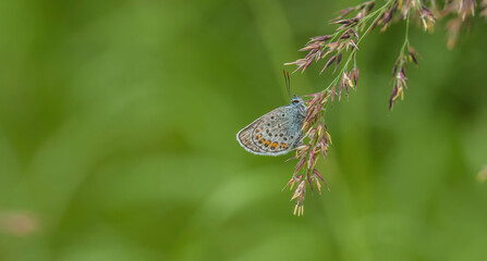 Polyommatus icarus. A butterfly in its natural environment. Beautiful macro photography.