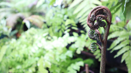 The rare type image of closeup new born fiddlehead of Angiopteris evecta fern that commonly known as king fern, giant fern or elephant fern show spiral shape in tropical summer season.
