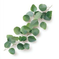 Eucalyptus branch with vibrant leaves against white background