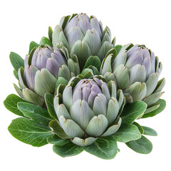 Fototapeta premium Artistic display of globe artichokes nature scene close-up view