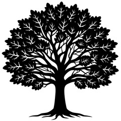 Obraz premium White Oak