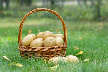 Wicker basket with homegrown organic Yukon Gold potatoes on the green grass in fall with yellow...
