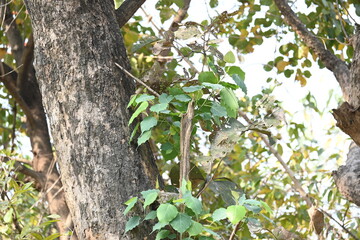 Ficus religiosa tree growing on another 
tree trunk. Its seeds germinate in the hollow of the trees and slowly cover the whole tree. It's other name bodhi tree,&nbsp;pippala tree, peepul tree&nbsp;or&nbsp;ashwattha 