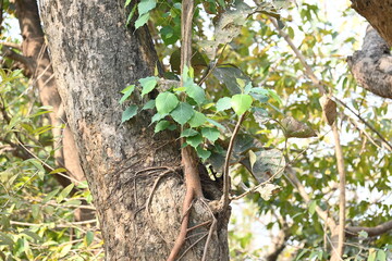 Ficus religiosa tree growing on another 
tree trunk. Its seeds germinate in the hollow of the trees and slowly cover the whole tree. It's other name bodhi tree, pippala tree, peepul tree or ashwattha 