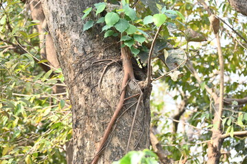 Ficus religiosa tree growing on another 
tree trunk. Its seeds germinate in the hollow of the trees...