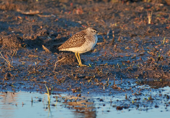 A marsh wagtail stands near the lake