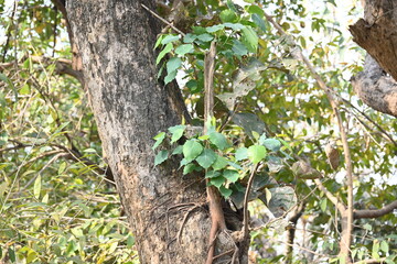 Ficus religiosa tree growing on another 
tree trunk. Its seeds germinate in the hollow of the trees and slowly cover the whole tree. It's other name bodhi tree, pippala tree, peepul tree or ashwattha 