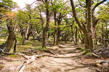 beautiful amazing patagonia nature in south america