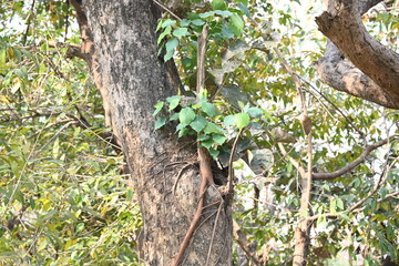 Ficus religiosa tree growing on another 
tree trunk. Its seeds germinate in the hollow of the trees and slowly cover the whole tree. It's other name bodhi tree, pippala tree, peepul tree or ashwattha 