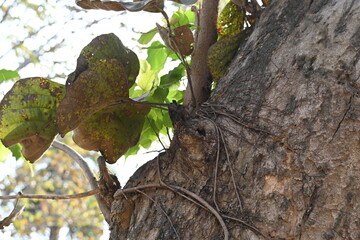Ficus religiosa tree growing on another 
tree trunk. Its seeds germinate in the hollow of the trees...