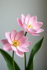 Fototapeta premium Soft pastel pink petals of spring flowers in a calm minimalist composition, background, branch