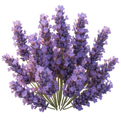Fototapeta premium Lavender bouquet close-up vibrant floral arrangement outdoors