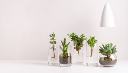 ガラスのポットの中のかわいい観葉植物