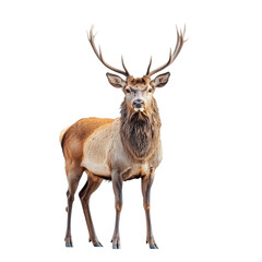 Fototapeta premium Majestic deer roaming in nature wildlife photography daytime
