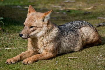 Obraz premium single adult fox in patagonia nature