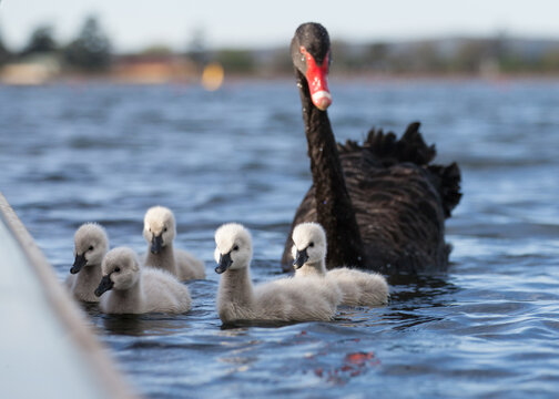 Swan and cygnets padding on a lake