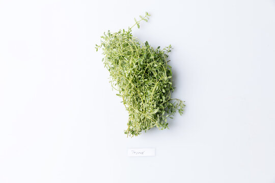 Bunch of lemon thyme isolated on white