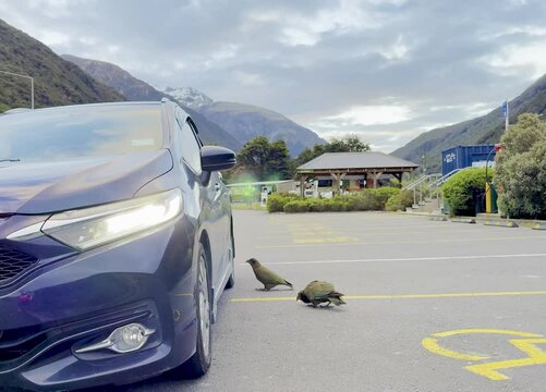 Two curious kea approach a car, biting the tyre and wheel rim, a well-known behaviour at Arthur's Pass, South Island, New Zealand.