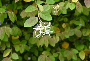 Chinese fringe flower (Loropetalum chinense) blooming in a hedge. Hamamelidaceae evergreen shrub. It produces long, slender, four-petaled flowers from April to May.