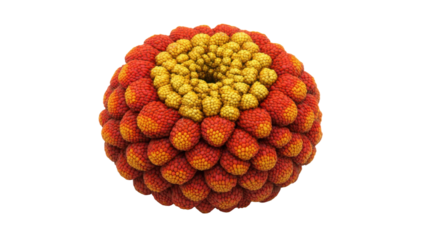 Blooming vibrant orange and yellow flower digital artwork close-up. Isolated on transparent background, png.