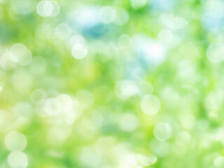 Obraz premium 雨上がりに輝く水滴の様子。眩しい日差しでボケた様子。木漏れ日の玉ボケ。