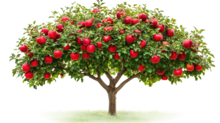 Harvesting red apples from a lush orchard in bright sunshine