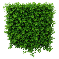 Obraz premium Green leaf wall, dense foliage, natural texture, lush plant background, fresh outdoor scene