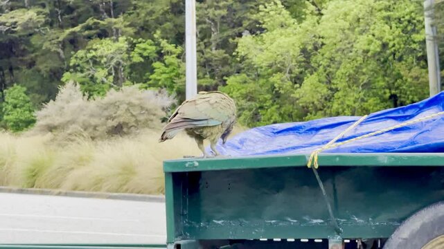 A curious kea jumps onto the back of a ute, pulling it apart, a well-known mischievous behaviour, at Arthur's Pass, South Island, New Zealand.