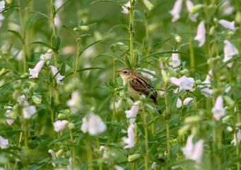 Zitting cisticola perches gently on a flower.