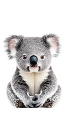 Obraz premium Cute koala bear sitting wildlife sanctuary portrait bright close-up. Isolated on transparent background, png.