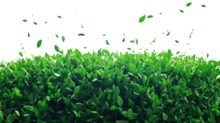 Vibrant green leaves blowing in breeze nature close-up outdoors. Isolated on transparent background, png.