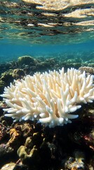Underwater view of vibrant coral reef, showcasing a prominent off white coral formation amidst diverse marine life. Sunlight filters through the water, creating a tranquil scene.