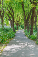 Green garden path in the park
