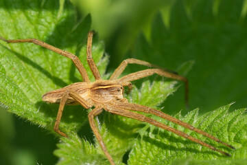 Detailed closeup on a Nursery web spider, Pisaura mirabilis basking in the morning sun