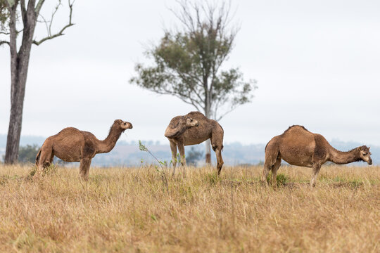 Three camels