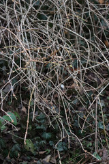Close-up of Forsythia bush with bare branches on winter season in the garden