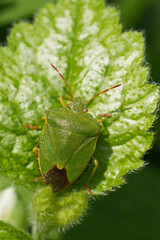 Vertical closeup on a green shieldbug, Palomena prasina in the early morning sun